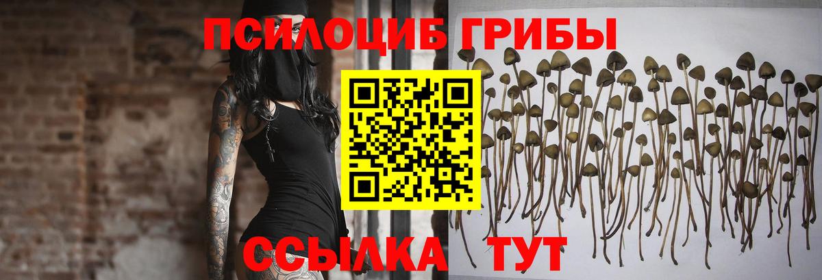 Псилоцибиновые грибы Psilocybe Елизово